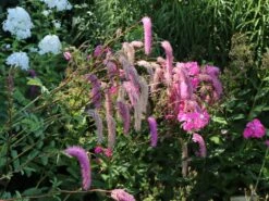 Koreanischer Wiesenknopf 'Pink Brushes' 16 Koreanischer Wiesenknopf 'Pink Brushes' -Günstiges Garten Zart Geschäft koreanischer wiesenknopf pink brushes m080305 w 6