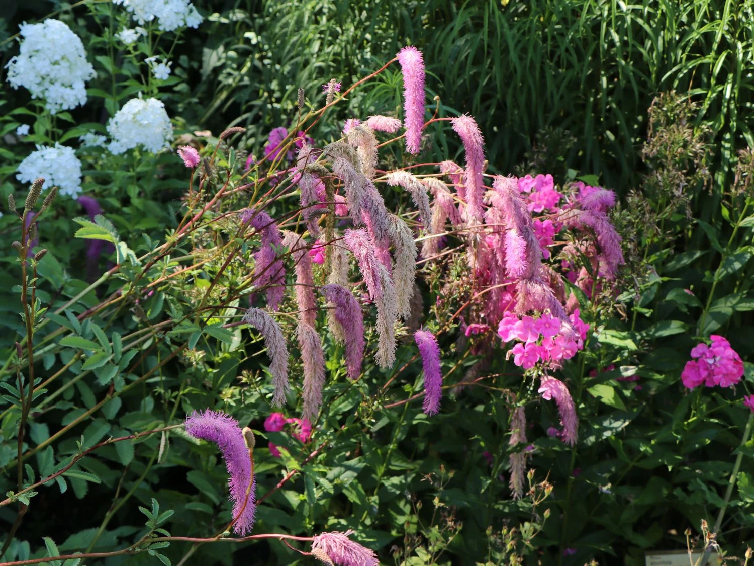 Koreanischer Wiesenknopf 'Pink Brushes' 5 Koreanischer Wiesenknopf 'Pink Brushes' – Bild 3