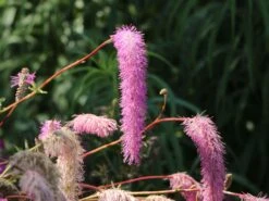 Koreanischer Wiesenknopf 'Pink Brushes' 17 Koreanischer Wiesenknopf 'Pink Brushes' -Günstiges Garten Zart Geschäft koreanischer wiesenknopf pink brushes m080305 w 7