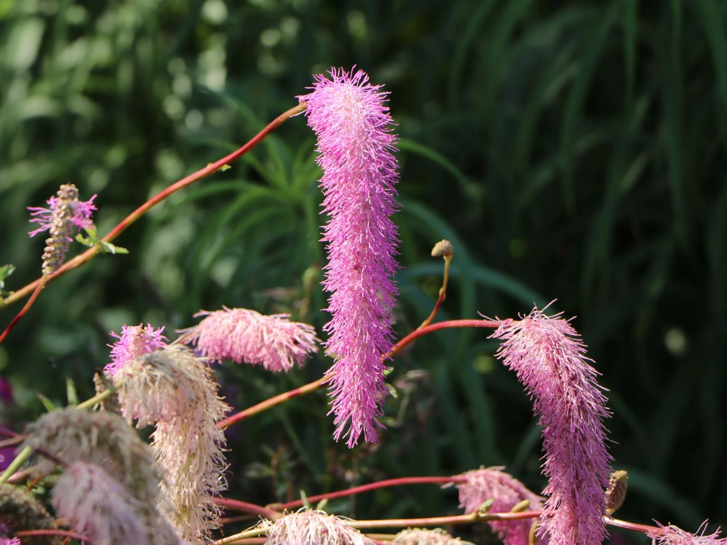 Koreanischer Wiesenknopf 'Pink Brushes' 6 Koreanischer Wiesenknopf 'Pink Brushes' – Bild 4