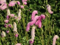 Koreanischer Wiesenknopf 'Pink Brushes' 15 Koreanischer Wiesenknopf 'Pink Brushes' -Günstiges Garten Zart Geschäft koreanischer wiesenknopf pink brushes m080305 w 8