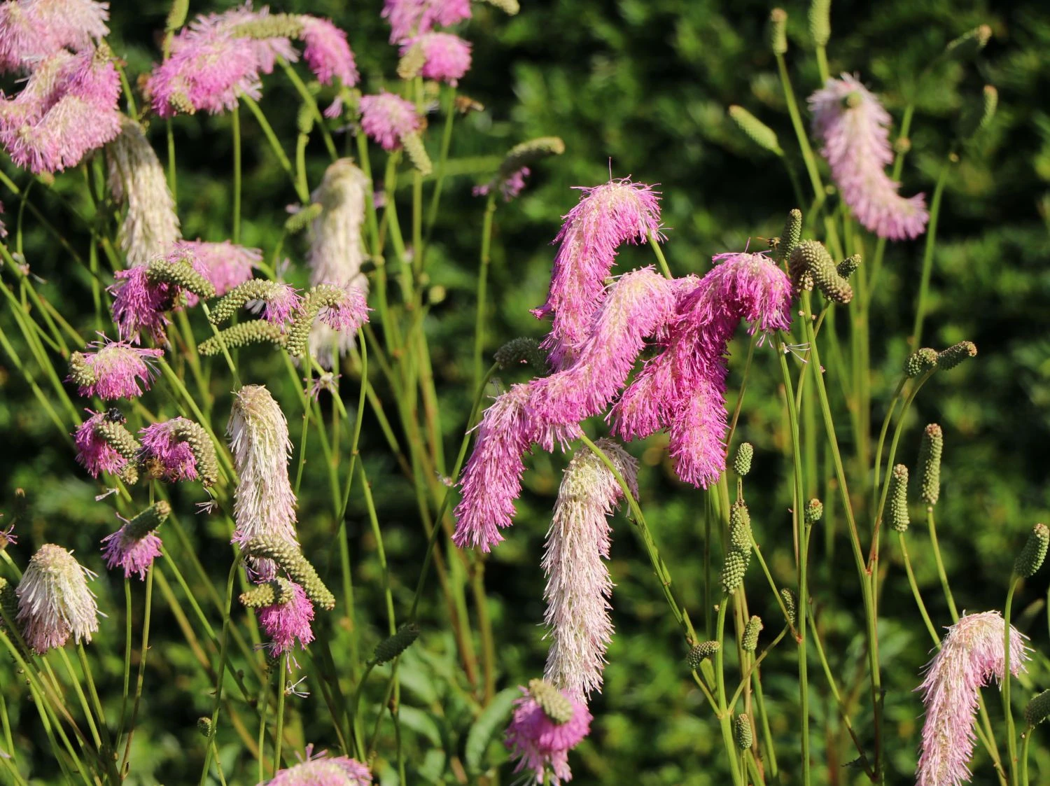 Koreanischer Wiesenknopf 'Pink Brushes' 4 Koreanischer Wiesenknopf 'Pink Brushes' – Bild 2