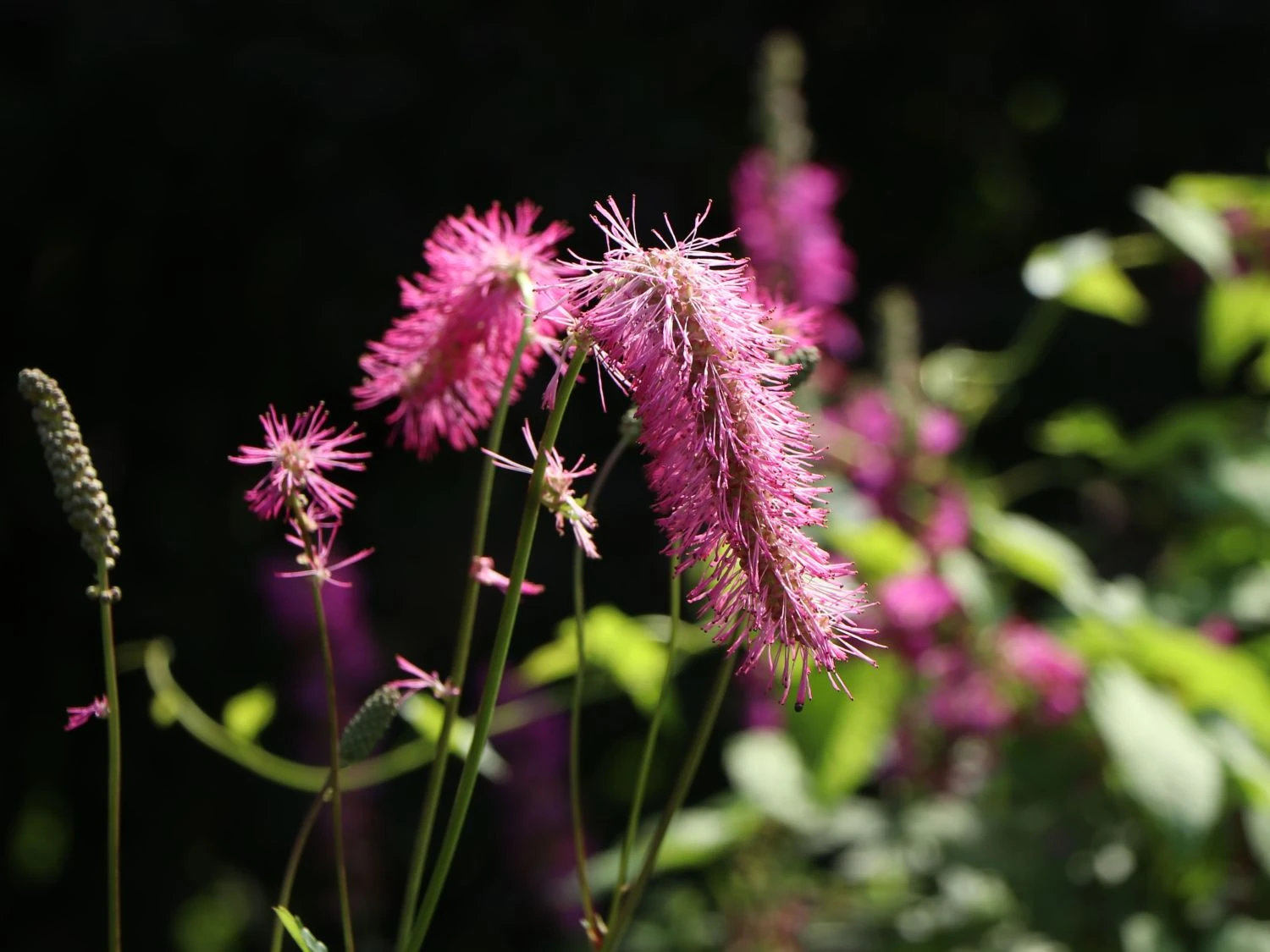Koreanischer Wiesenknopf 'Pink Brushes' 10 Koreanischer Wiesenknopf 'Pink Brushes' – Bild 8