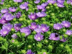 Kornblumen-Aster 'Mels Blue' -Günstiges Garten Zart Geschäft kornblumen aster mels blue m063036 w 0