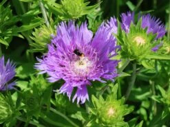 Kornblumen-Aster 'Mels Blue' -Günstiges Garten Zart Geschäft kornblumen aster mels blue m063036 w 1