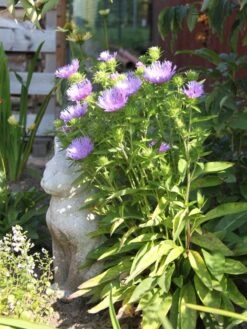 Kornblumen-Aster 'Mels Blue' -Günstiges Garten Zart Geschäft kornblumen aster mels blue m063036 w 2
