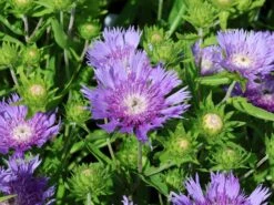Kornblumen-Aster 'Mels Blue' -Günstiges Garten Zart Geschäft kornblumen aster mels blue m063036 w 3