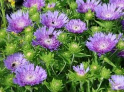 Kornblumen-Aster 'Mels Blue' -Günstiges Garten Zart Geschäft kornblumen aster mels blue m063036 w 4