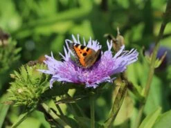 Kornblumen-Aster 'Mels Blue' -Günstiges Garten Zart Geschäft kornblumen aster mels blue m063036 w 6