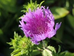 Kornblumen-Aster 'Mels Blue' -Günstiges Garten Zart Geschäft kornblumen aster mels blue m063036 w 7