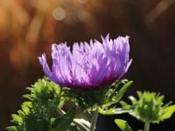 Kornblumen-Aster 'Mels Blue' -Günstiges Garten Zart Geschäft kornblumen aster mels blue m063036 w 8
