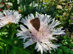 Kornblumenaster 'Divinity' -Günstiges Garten Zart Geschäft kornblumenaster divinity m117795 57401 0