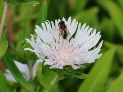 Kornblumenaster 'Divinity'