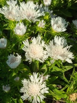 Kornblumenaster 'Divinity' -Günstiges Garten Zart Geschäft kornblumenaster divinity m117795 w 0