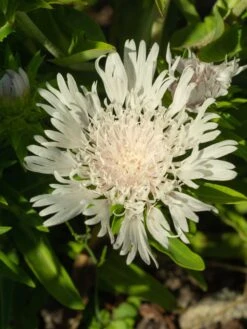 Kornblumenaster 'Divinity' -Günstiges Garten Zart Geschäft kornblumenaster divinity m117795 w 1