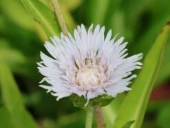 Kornblumenaster 'Divinity' -Günstiges Garten Zart Geschäft kornblumenaster divinity m117795 w 4