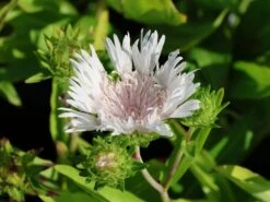 Kornblumenaster 'Divinity' -Günstiges Garten Zart Geschäft kornblumenaster divinity m117795 w 5