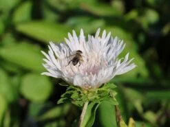 Kornblumenaster 'Divinity' -Günstiges Garten Zart Geschäft kornblumenaster divinity m117795 w 6