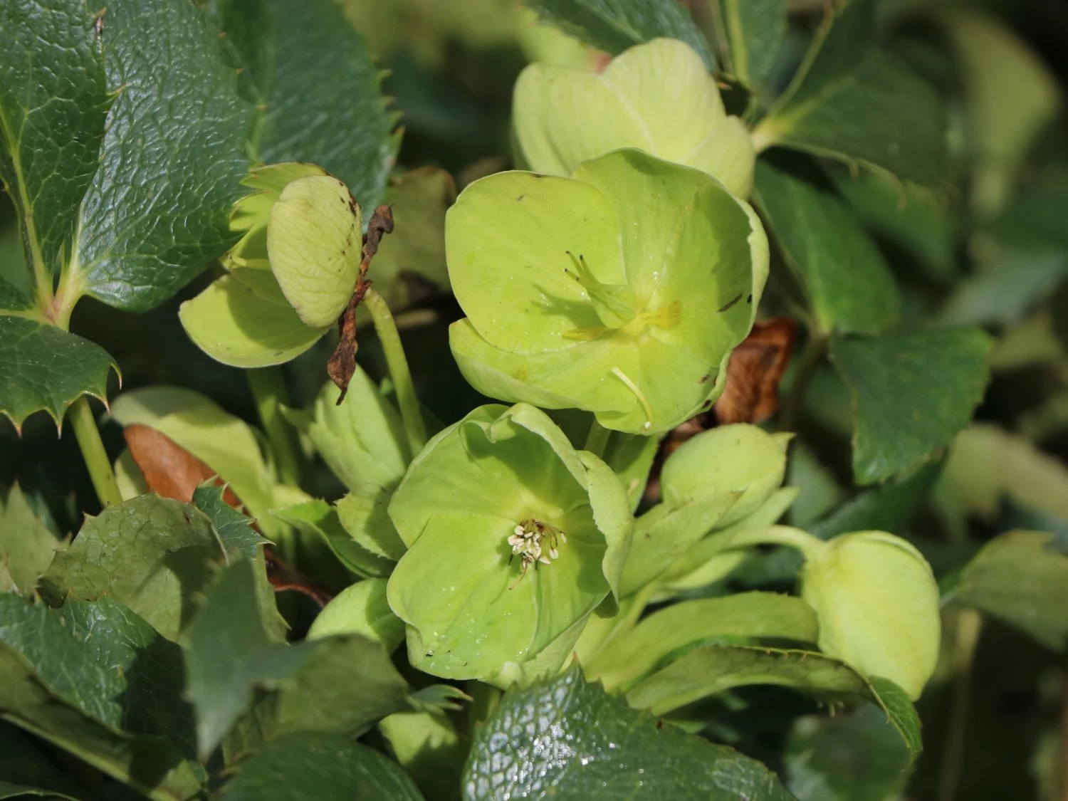 Korsische Nieswurz 5 Korsische Nieswurz – Bild 3