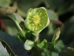 Korsische Nieswurz 18 Korsische Nieswurz -Günstiges Garten Zart Geschäft korsische nieswurz m058779 w 1