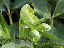 Korsische Nieswurz 17 Korsische Nieswurz -Günstiges Garten Zart Geschäft korsische nieswurz m058779 w 2