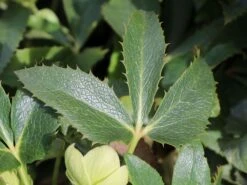 Korsische Nieswurz 20 Korsische Nieswurz -Günstiges Garten Zart Geschäft korsische nieswurz m058779 w 3