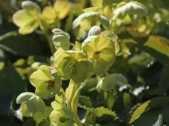 Korsische Nieswurz 22 Korsische Nieswurz -Günstiges Garten Zart Geschäft korsische nieswurz m058779 w 4