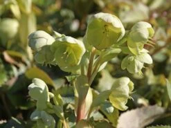 Korsische Nieswurz 21 Korsische Nieswurz -Günstiges Garten Zart Geschäft korsische nieswurz m058779 w 5