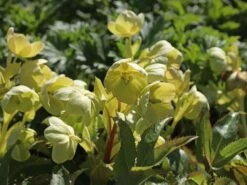 Korsische Nieswurz 24 Korsische Nieswurz -Günstiges Garten Zart Geschäft korsische nieswurz m058779 w 6