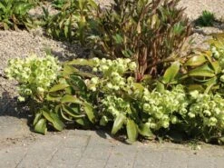 Korsische Nieswurz 23 Korsische Nieswurz -Günstiges Garten Zart Geschäft korsische nieswurz m058779 w 7