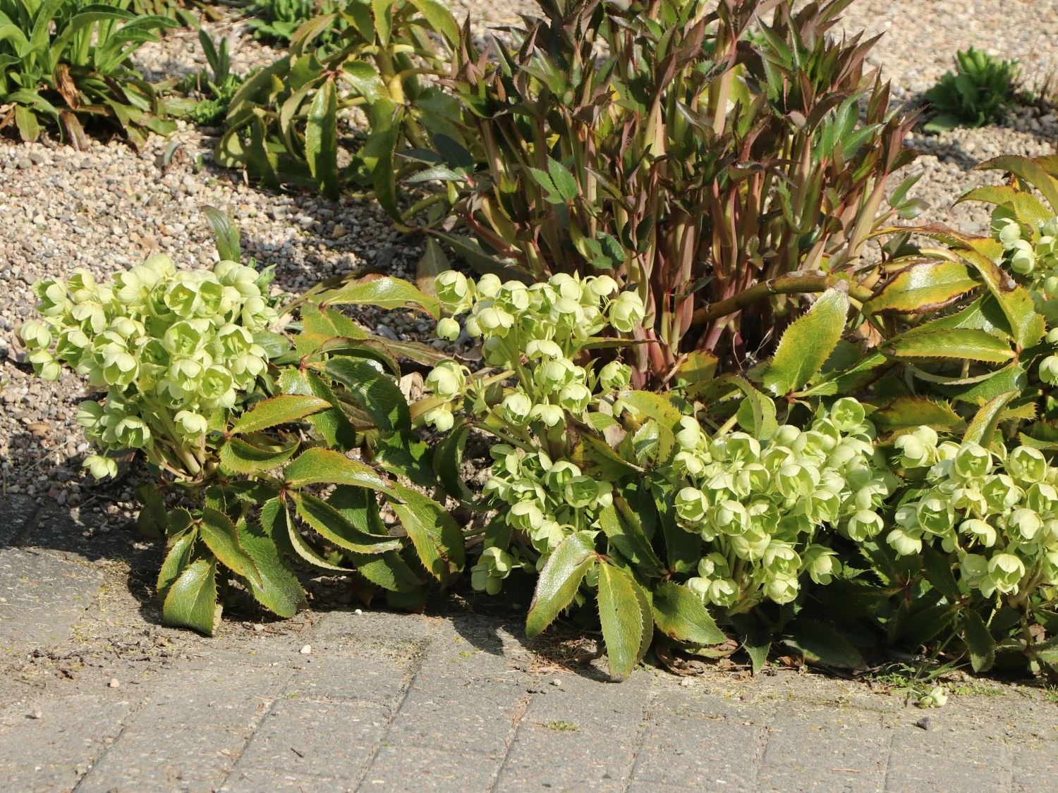 Korsische Nieswurz 12 Korsische Nieswurz – Bild 10