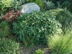 Korsische Nieswurz 19 Korsische Nieswurz -Günstiges Garten Zart Geschäft korsische nieswurz m058779 w 9