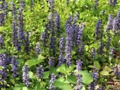 Kriechender Günsel -Günstiges Garten Zart Geschäft kriechender guensel m076696 w 6