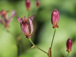 Krötenlilie 'Taiwan Adbane' -Günstiges Garten Zart Geschäft kroetenlilie taiwan adbane m063070 w 2
