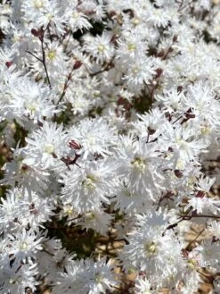Kuckucks-Lichtnelke 'Petit Henry' -Günstiges Garten Zart Geschäft kuckucks lichtnelke petit henry m117916 w 0