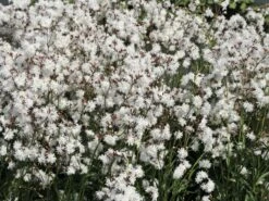 Kuckucks-Lichtnelke 'Petit Henry' -Günstiges Garten Zart Geschäft kuckucks lichtnelke petit henry m117916 w 1