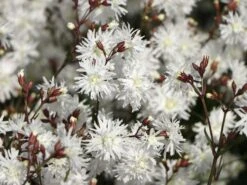 Kuckucks-Lichtnelke 'Petit Henry' -Günstiges Garten Zart Geschäft kuckucks lichtnelke petit henry m117916 w 2