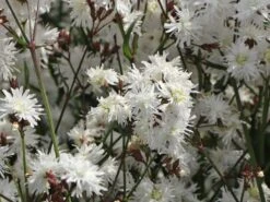 Kuckucks-Lichtnelke 'Petit Henry' -Günstiges Garten Zart Geschäft kuckucks lichtnelke petit henry m117916 w 3