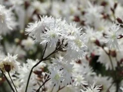 Kuckucks-Lichtnelke 'Petit Henry' -Günstiges Garten Zart Geschäft kuckucks lichtnelke petit henry m117916 w 4