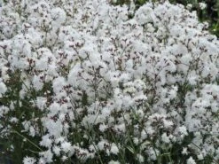 Kuckucks-Lichtnelke 'Petit Henry' -Günstiges Garten Zart Geschäft kuckucks lichtnelke petit henry m117916 w 5