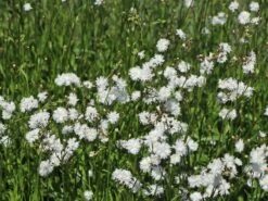 Kuckucks-Lichtnelke 'Petit Henry' -Günstiges Garten Zart Geschäft kuckucks lichtnelke petit henry m117916 w 7