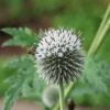 Kugeldistel 'Albus'
