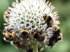 Kugeldistel 'Albus' -Günstiges Garten Zart Geschäft kugeldistel albus m085366 w 1