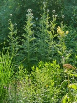 Kugeldistel 'Artic Glow' -Günstiges Garten Zart Geschäft kugeldistel artic glow m058456 1040413 0