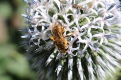 Kugeldistel 'Artic Glow' -Günstiges Garten Zart Geschäft kugeldistel artic glow m058456 772888 0