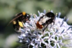 Kugeldistel 'Artic Glow' -Günstiges Garten Zart Geschäft kugeldistel artic glow m058456 772888 1