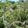 Kugeldistel 'Artic Glow'