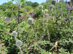 Kugeldistel 'Artic Glow'