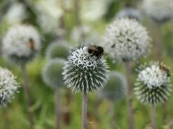 Kugeldistel 'Artic Glow' -Günstiges Garten Zart Geschäft kugeldistel artic glow m058456 w 1