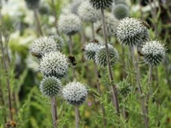 Kugeldistel 'Artic Glow' -Günstiges Garten Zart Geschäft kugeldistel artic glow m058456 w 3